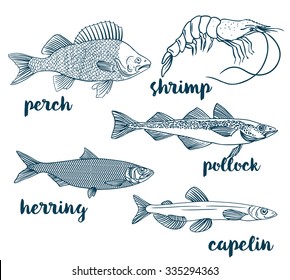 Perch, Capelin, Herring, Pollock, Shrimp. Vector illustration of fish on on a white background. Seafood restaurant menu concept. Outline coloring book pages design. Wild nature, fishing, organic food.