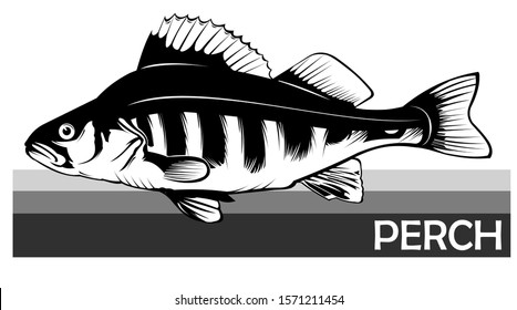 Perch common fish. Predatory river fish. European fish. Edible. Fishing for perch. River, lake. Striped.