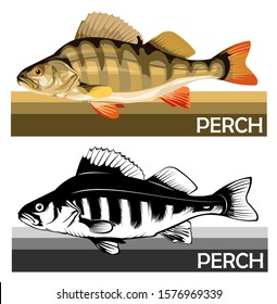 Perch common fish. Predatory river fish. European fish. Edible. Fishing for perch. River, lake. Striped. Barbed. Introduced to Africa and Australia.
Isolated. Vector illustration.