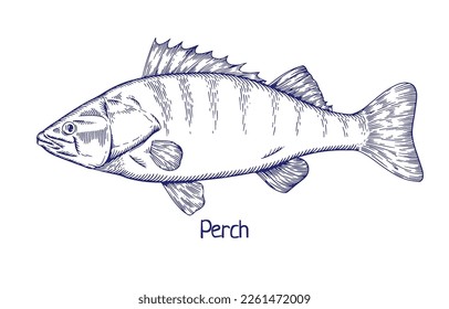 Perch, detailed vintage drawing. Freshwater fish, aquatic animal drawn in retro style. Handdrawn contoured outlined Perca flavescens. Ink drawn vector illustration isolated on white background