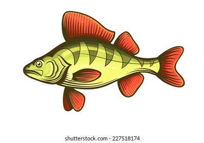 perch fish color engraving vector illustration
