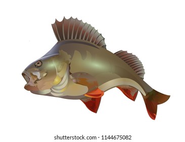 Perch fish color vector illustration isolated on white background