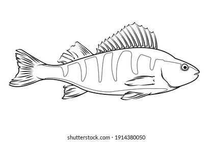 Perch fish, flat design style. Marine life. Vector illustration for your design and infographic template.