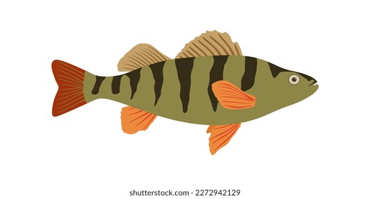 Perch fish illustration in flat style. Colorful Perch fish isolated on white background. Vector illustration