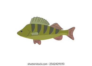 Perch fish illustration in flat style. Colorful Perch fish isolated on white background. Vector illustration