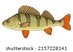 Perch fish isolated on white background. Vector illustration.