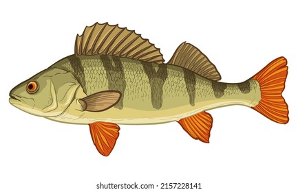 Perch fish isolated on white background. Vector illustration.