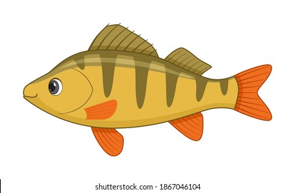 Perch fish on a white background. Cartoon style vector illustration