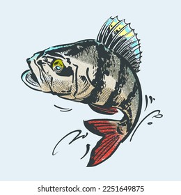 the perch fish on a white background