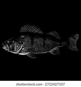 Peixe de poleiro, mostrando sua barbatana dorsal distinta, escamas texturizadas e anatomia realista em um estilo clássico de gravura vintage.