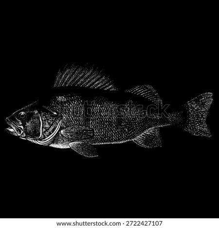 Perch fish, showcasing its distinctive dorsal fin, textured scales, and realistic anatomy in a classic vintage engraving style.