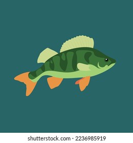 Perch, fish, side view, illustration