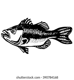 perch fish sketch