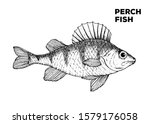 Perch fish sketch. Hand drawn vector illustration. Seafood design element for packaging. Engraved style illustration. Can used for packaging design. Perch fish label.