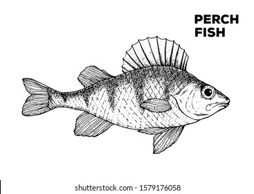 Perch fish sketch. Hand drawn vector illustration. Seafood design element for packaging. Engraved style illustration. Can used for packaging design. Perch fish label.