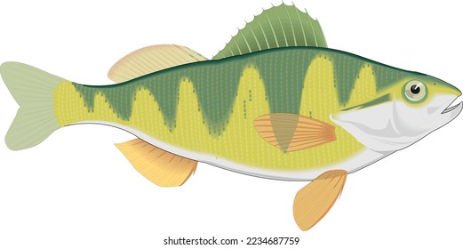 Perch Fish Swimming Vector Illustration