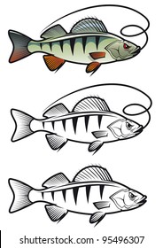 Perch fish in three variations isolated on white background for fishing mascot and emblem design, such a logo