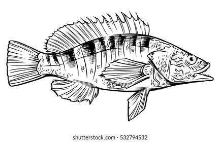 Perch Fish Vector Illustration.