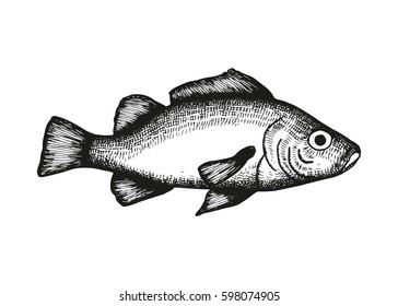 Perch fish vector sketch