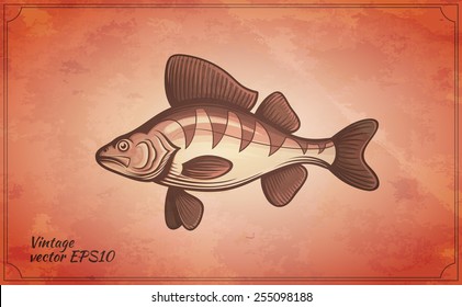 perch fish vintage vector illustration