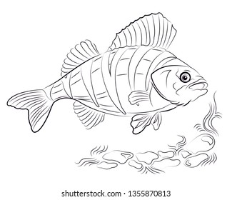 Perch fish in water