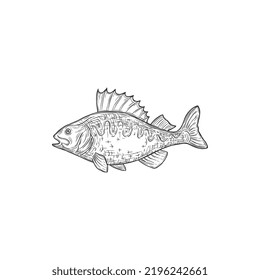 Perch Gamefish de agua dulce aislado icono monocromo. Vector común Perca, familia Percidae animal submarino. Sabarescens de Perca, perca de agua dulce europea y balkhash, de pescado salado o crudo extraído a mano