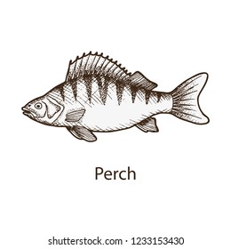 Perch. Hand drawn vector illustration.