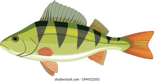 Perch (Perca fluviatilis) freshwater fish isolated on white background