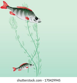 Perch in a pond with algae. Vector illustration.