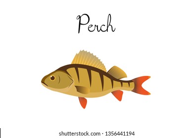 Perch river fish with name subscription. Perch isolated on white background. Big predatory fish. Vector illustration 