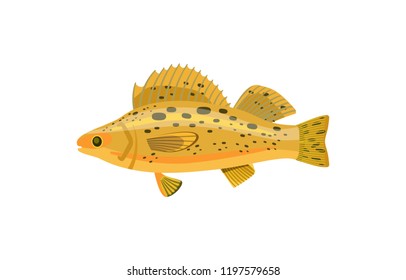 Perch or ruff aquarium fish isolated on white. Freshwater tank pet silhouette hand drawn on blank background in cartoon style vector illustration