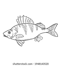 Perch Sketch Fish Vector Illustration. Side View.