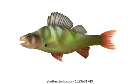 Perch Swims. Realistic or 3D. Vector. Natural Fish with Green Scales and Red Fins. Composition for Advertising Winter or Summer Fishing.