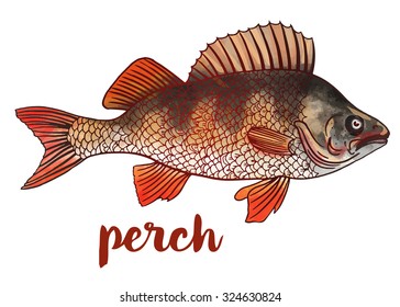 Perch. Vector illustration of fish on  on a white background