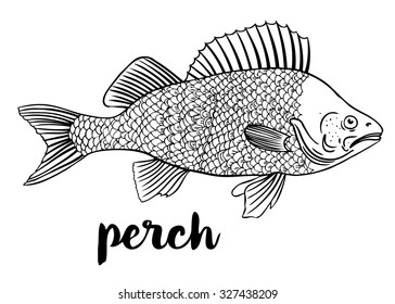 Perch. Vector illustration of fish on on a white background. Seafood restaurant menu concept. Outline coloring book pages design. Wild nature, fishing, organic food.