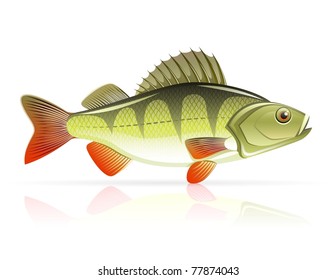 perch vector illustration isolated on white background