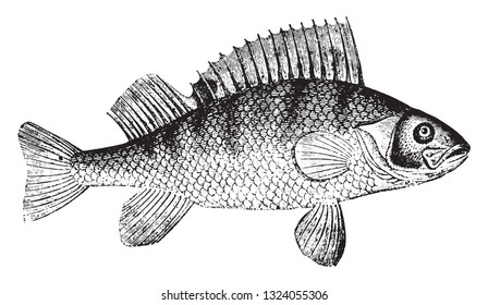 Perch, vintage engraved illustration. 