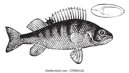 Perch, Vintage Engraved Illustration. Natural History Of Animals, 1880.
