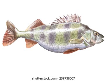 Perch. Watercolor. Hand drawn. Perca fluviatilis.