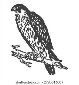 Perched falcon or hawk perched on a branch illustration with wildlife predator illustration