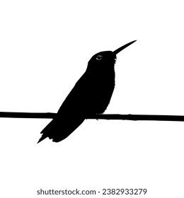 Perched Hummingbird Silhouette, can use Art Illustration, Website, Logo Gram, Pictogram or Graphic Design Element. Vector Illustration