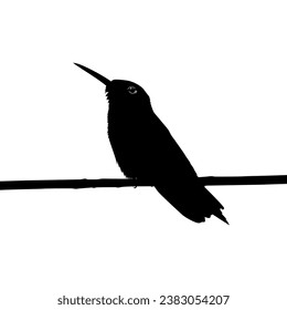 Perched Hummingbird Silhouette, can use Art Illustration, Website, Logo Gram, Pictogram or Graphic Design Element. Vector Illustration
