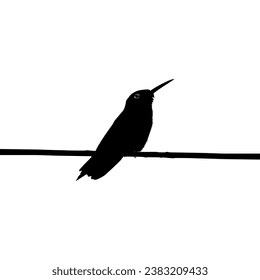 Perched Hummingbird Silhouette, can use Art Illustration, Website, Logo Gram, Pictogram or Graphic Design Element. Vector Illustration