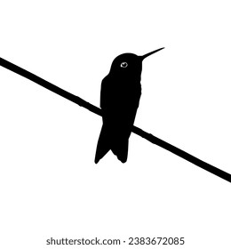 Perched Hummingbird Silhouette, can use Art Illustration, Website, Logo Gram, Pictogram or Graphic Design Element. Vector Illustration