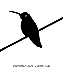 Perched Hummingbird Silhouette, can use Art Illustration, Website, Logo Gram, Pictogram or Graphic Design Element. Vector Illustration