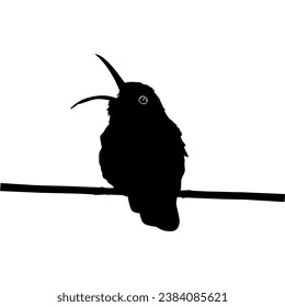 Perched Hummingbird Silhouette, can use Art Illustration, Website, Logo Gram, Pictogram or Graphic Design Element. Vector Illustration