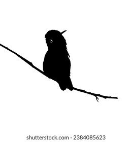 Perched Hummingbird Silhouette, can use Art Illustration, Website, Logo Gram, Pictogram or Graphic Design Element. Vector Illustration