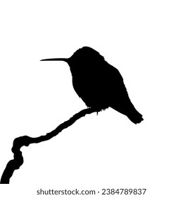 Perched Hummingbird Silhouette, can use Art Illustration, Website, Logo Gram, Pictogram or Graphic Design Element. Vector Illustration