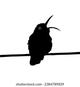 Perched Hummingbird Silhouette, can use Art Illustration, Website, Logo Gram, Pictogram or Graphic Design Element. Vector Illustration