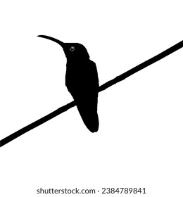 Perched Hummingbird Silhouette, can use Art Illustration, Website, Logo Gram, Pictogram or Graphic Design Element. Vector Illustration